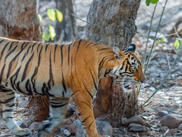 क्या टाइगर जिंदा है? रणथंभौर और सरिस्का से गायब हुए 13 बाघ, शिकार हुए या कुदरत की मार? क्या टाइगर जिंदा है? रणथंभौर और सरिस्का से गायब हुए 13 बाघ, शिकार हुए या कुदरत की मार?