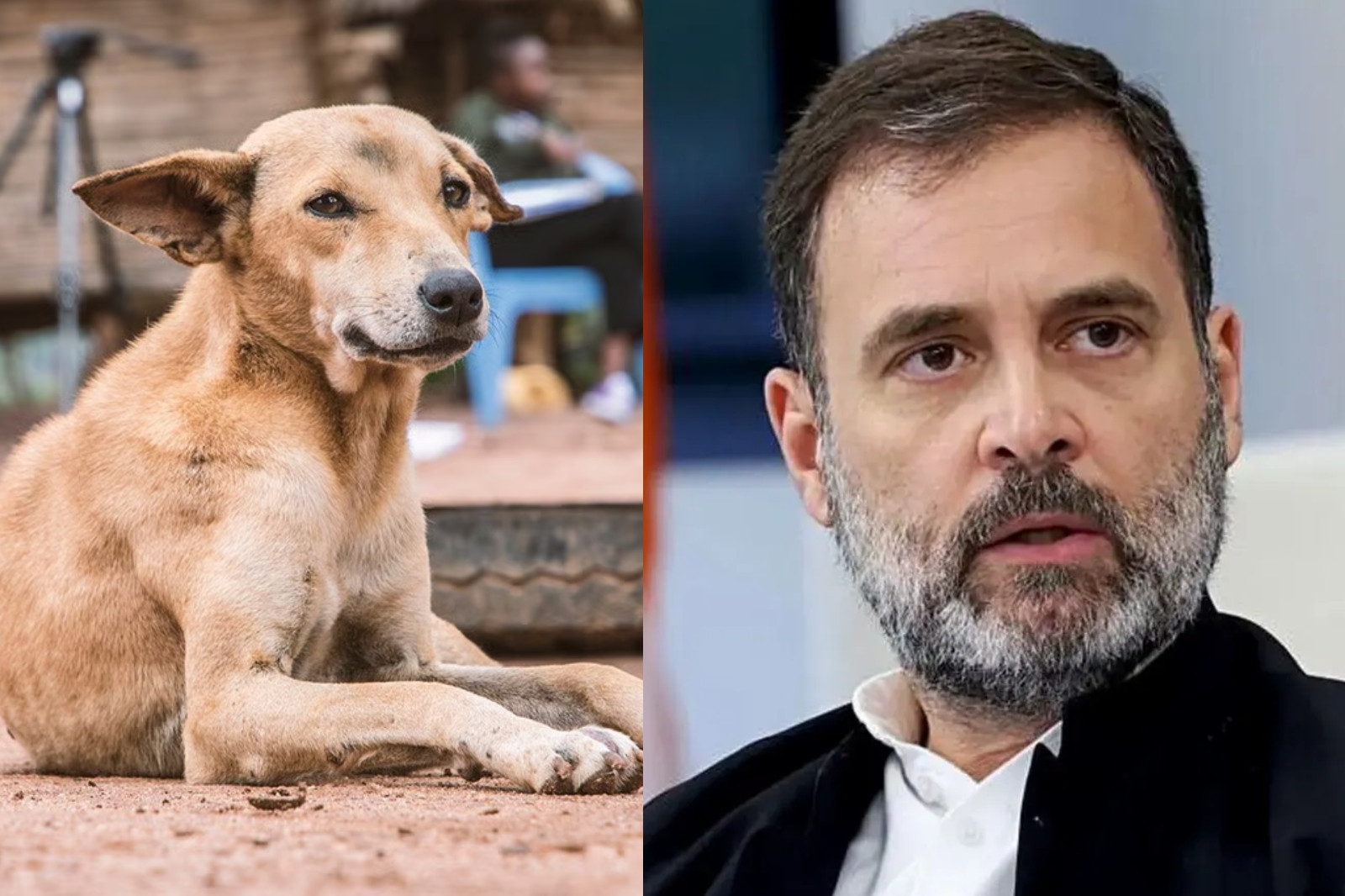 पीछे ले जाने वाला अमानवीय कदम...  आवारा कुत्तों को हटाने के फैसले पर बोले राहुल गांधी