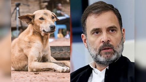 पीछे ले जाने वाला अमानवीय कदम...  आवारा कुत्तों को हटाने के फैसले पर बोले राहुल गांधी