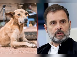 पीछे ले जाने वाला अमानवीय कदम...  आवारा कुत्तों को हटाने के फैसले पर बोले राहुल गांधी पीछे ले जाने वाला अमानवीय कदम...  आवारा कुत्तों को हटाने के फैसले पर बोले राहुल गांधी