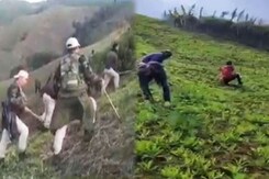 In Manipur, Cops Arrest Drug Peddlers, Take Bribe, Release Them, Suspended In Manipur, Cops Arrest Drug Peddlers, Take Bribe, Release Them, Suspended