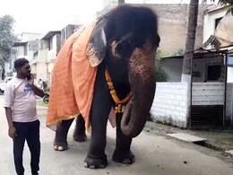 कोट्यवधींची ऑफर ते किडनॅपिंगची तयारी... कोल्हापूरच्या 'माधुरी'नंतर सांगलीच्या 'गौरी'बाबत मोठा गौप्यस्फोट