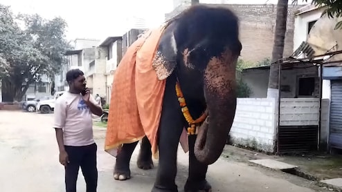 कोट्यवधींची ऑफर ते किडनॅपिंगची तयारी... कोल्हापूरच्या 'माधुरी'नंतर सांगलीच्या 'गौरी'बाबत मोठा गौप्यस्फोट