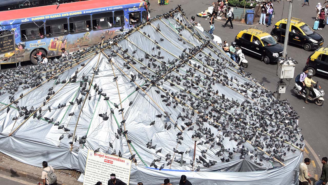 Bombay High Court Forms Panel To Probe Pigeon Health Impact