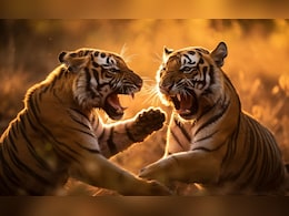 सतपुड़ा के जंगल में क्या 'इश्क' की जंग में मरा बाघ! एक्सपर्ट से समझें 2 बाघ क्यों बनते हैं जानी दुश्मन सतपुड़ा के जंगल में क्या 'इश्क' की जंग में मरा बाघ! एक्सपर्ट से समझें 2 बाघ क्यों बनते हैं जानी दुश्मन