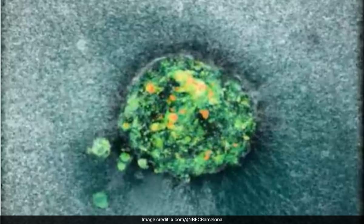 3D Video Reveals Embryo Implantation Process, Boosting IVF Insights