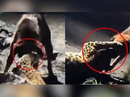 आवारा कुत्ते ने तेंदुए को बुरी तरह काटकर किया घायल, 300 मीटर घसीटा, VIDEO आया सामने आवारा कुत्ते ने तेंदुए को बुरी तरह काटकर किया घायल, 300 मीटर घसीटा, VIDEO आया सामने