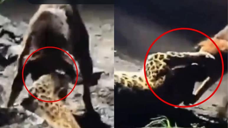आवारा कुत्ते ने तेंदुए को बुरी तरह काटकर किया घायल, 300 मीटर घसीटा, VIDEO आया सामने आवारा कुत्ते ने तेंदुए को बुरी तरह काटकर किया घायल, 300 मीटर घसीटा, VIDEO आया सामने