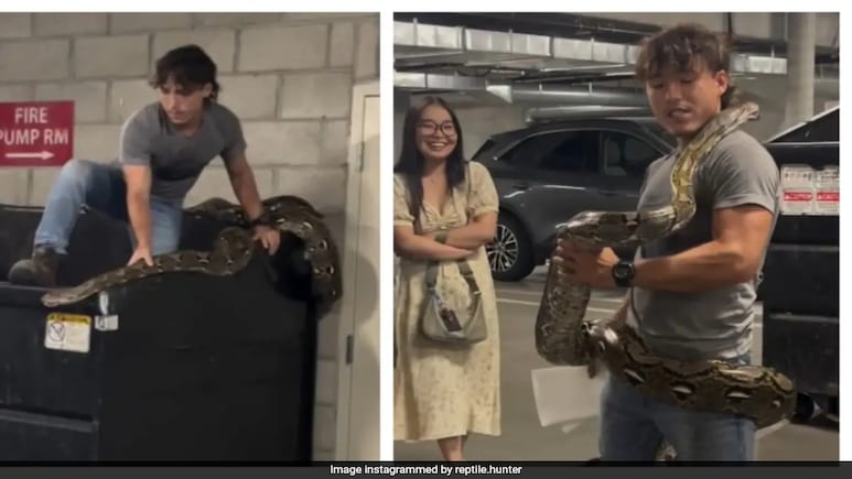 In Terrifying Video, Reptile Wrangler Captures 20-Foot Python From Dumpster In Los Angeles In Terrifying Video, Reptile Wrangler Captures 20-Foot Python From Dumpster In Los Angeles
