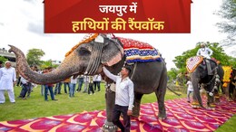 Pics: पैरों में पायल, कानों में झुमके पहन हाथियों ने किया रैंपवॉक,  देखने वाले रह गए हैरान!