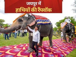 Pics: पैरों में पायल, कानों में झुमके पहन हाथियों ने किया रैंपवॉक,  देखने वाले रह गए हैरान!