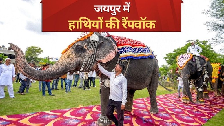 Pics: पैरों में पायल, कानों में झुमके पहन हाथियों ने किया रैंपवॉक,  देखने वाले रह गए हैरान!