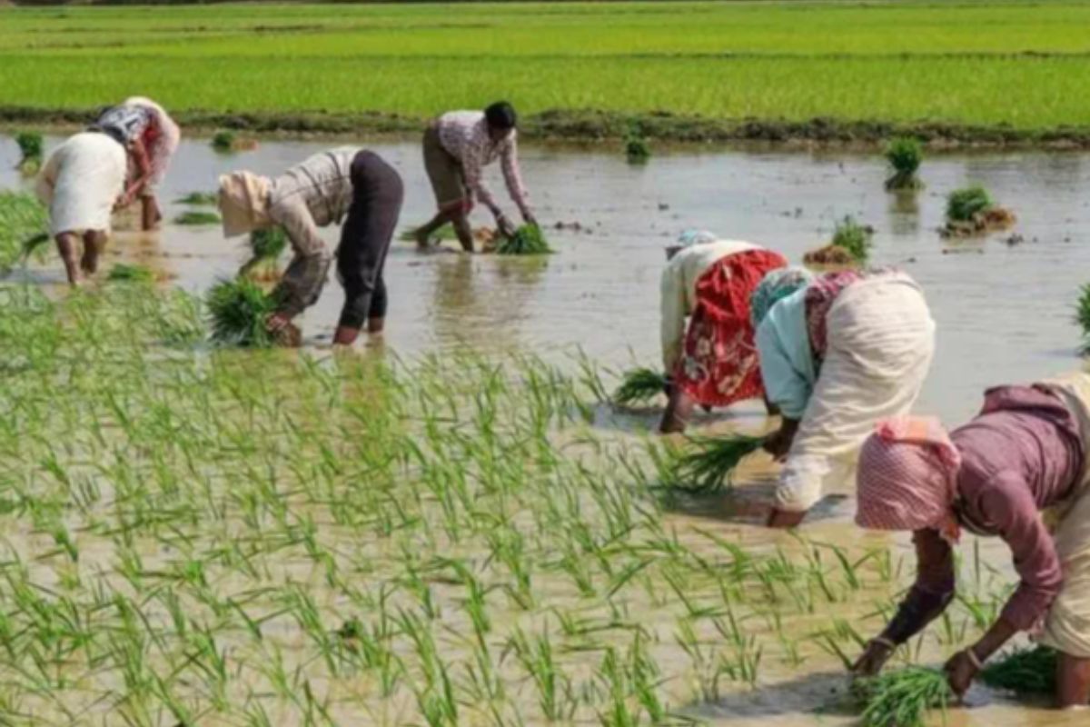 देश में खरीफ फसलों की बुआई 37.39 लाख हेक्टेयर तक बढ़ी, कृषि मंत्रालय ने जारी किया आंकड़ा