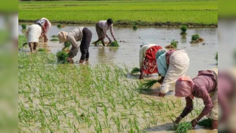देश में खरीफ फसलों की बुआई 37.39 लाख हेक्टेयर तक बढ़ी, कृषि मंत्रालय ने जारी किया आंकड़ा