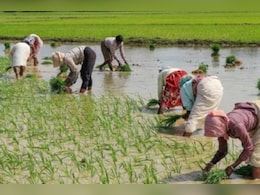 देश में खरीफ फसलों की बुआई 37.39 लाख हेक्टेयर तक बढ़ी, कृषि मंत्रालय ने जारी किया आंकड़ा देश में खरीफ फसलों की बुआई 37.39 लाख हेक्टेयर तक बढ़ी, कृषि मंत्रालय ने जारी किया आंकड़ा