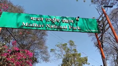 शिवपुरी टाइगर रिजर्व में MT1 टाइगर का क्या हो गया शिकार? पिछले 6 महीने से लापता है बाघिन