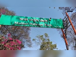 शिवपुरी टाइगर रिजर्व में MT1 टाइगर का क्या हो गया शिकार? पिछले 6 महीने से लापता है बाघिन शिवपुरी टाइगर रिजर्व में MT1 टाइगर का क्या हो गया शिकार? पिछले 6 महीने से लापता है बाघिन