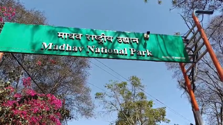 शिवपुरी टाइगर रिजर्व में MT1 टाइगर का क्या हो गया शिकार? पिछले 6 महीने से लापता है बाघिन शिवपुरी टाइगर रिजर्व में MT1 टाइगर का क्या हो गया शिकार? पिछले 6 महीने से लापता है बाघिन