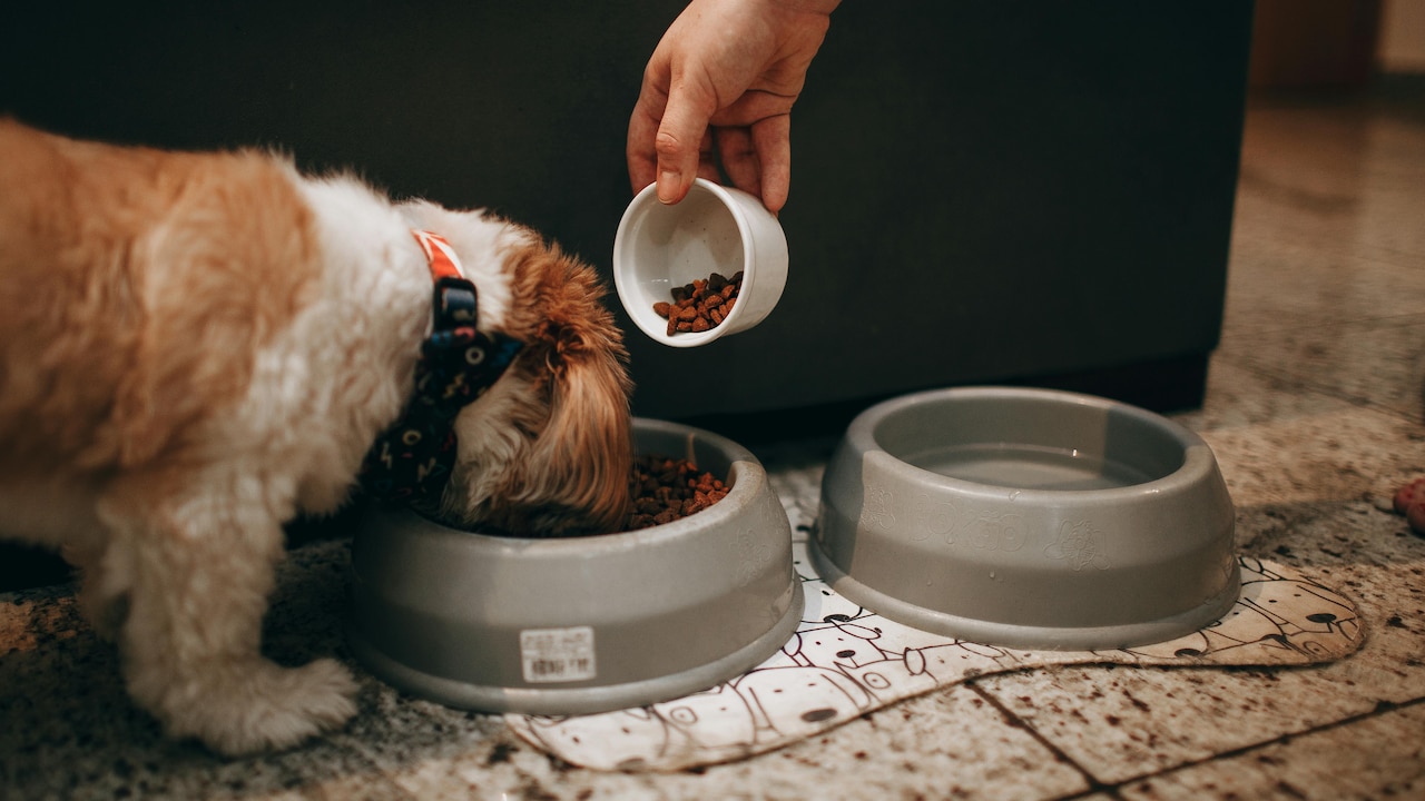 Spiral design slow feeder making mealtime last longer for a playful dogs