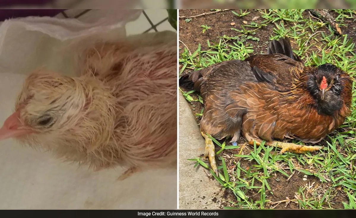 Texas Hen, Pearl, is the World's Oldest Chicken