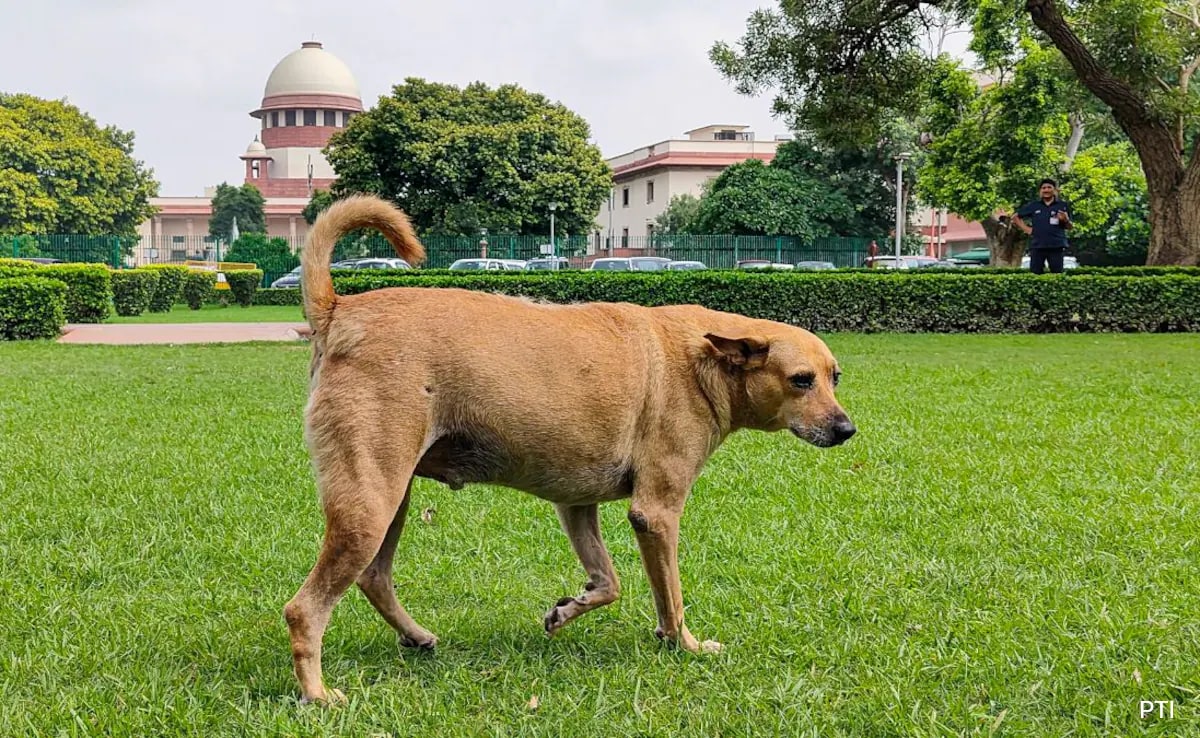 Opinion | From Panic To Principle: Why We Need To Rethink The Stray Dog Debate