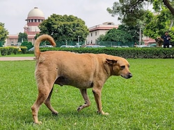 Opinion | From Panic To Principle: Why We Need To Rethink The Stray Dog Debate