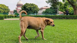 Opinion | From Panic To Principle: Why We Need To Rethink The Stray Dog Debate