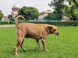 Opinion | From Panic To Principle: Why We Need To Rethink The Stray Dog Debate Opinion | From Panic To Principle: Why We Need To Rethink The Stray Dog Debate