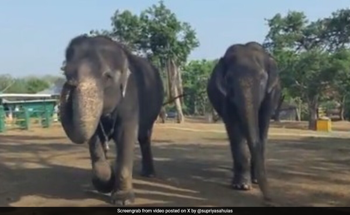 Tale Of 2 Elephants In Tamil Nadu Who Have Been `Best Friends` For 55 Years
