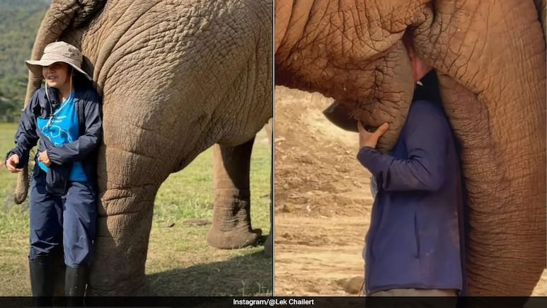 Viral Video: Elephant Refuses To Let Woman Go As She Sings Viral Video: Elephant Refuses To Let Woman Go As She Sings