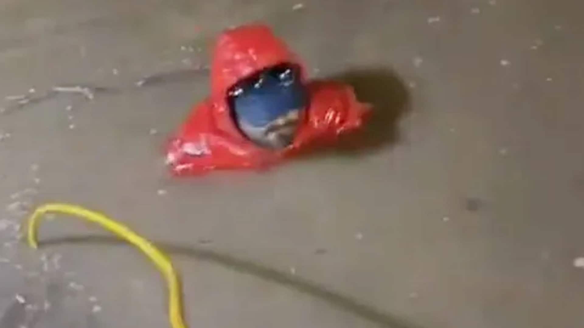 Video : Delivery Rider Falls Into Open Drain, Loses Phone; Union Asks Zomato To Help