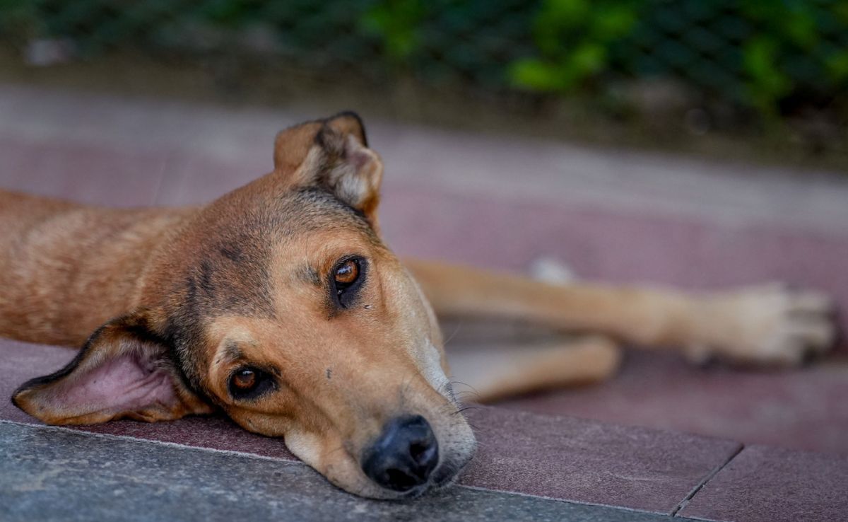 "I Will Look Into This": Chief Justice On Supreme Court Order On Stray Dogs