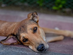 &quot;Our Role Not To Echo Passions Of Moment&quot;: What Top Court Said In Dog Order
