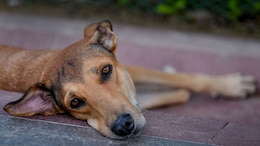 No Pounds, No Killing: Delhi High Court Orders Sterilisation Camps For Stray Dogs