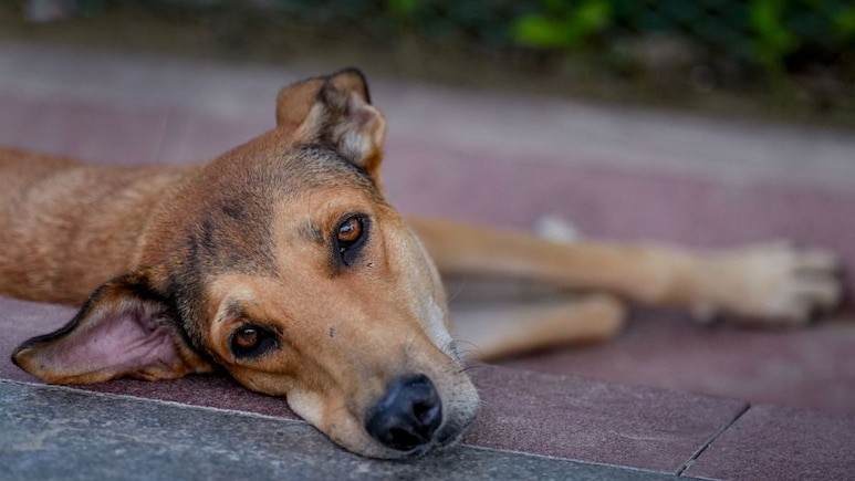 "Our Role Not To Echo Passions Of Moment": What Top Court Said In Dog Order