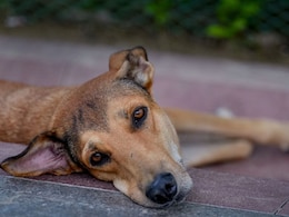 "Every Dog Has Her Day": PETA India On Supreme Court's Tweaked Stray Dogs Order "Every Dog Has Her Day": PETA India On Supreme Court's Tweaked Stray Dogs Order