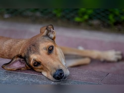 &quot;Drastic&quot;: Karti Chidambaram Questions If Stray Dog Order Can Be Implemented