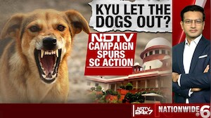8-Week Deadline For Dog-Free Delhi: Big Top Court Order On Stray Dog Menace