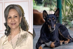 "Door Closing On The Voiceless": Sharmila Tagore Reacts To Court Order On Stray Dogs Menace "Door Closing On The Voiceless": Sharmila Tagore Reacts To Court Order On Stray Dogs Menace