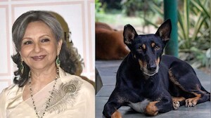 "Door Closing On The Voiceless": Sharmila Tagore Reacts To Court Order On Stray Dogs Menace