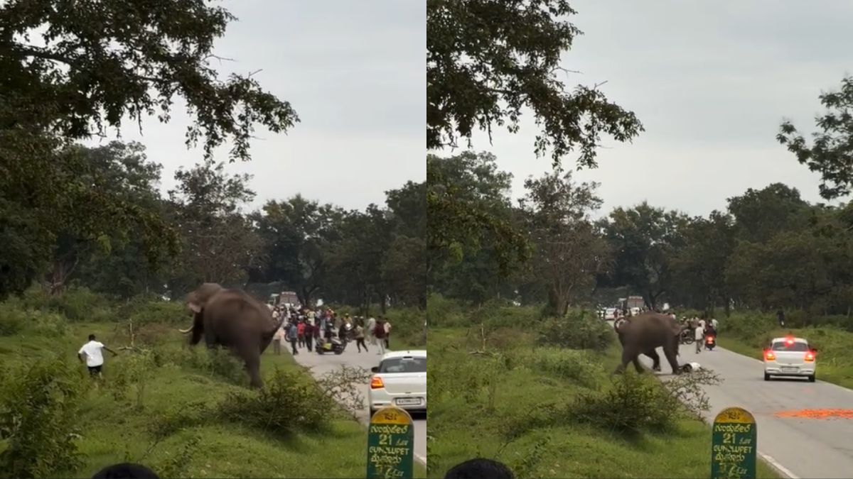 Video: Elephant Charges At Karnataka Man Trying To Take Photo
