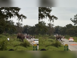 Video: Elephant Charges At Karnataka Man Trying To Take Photo