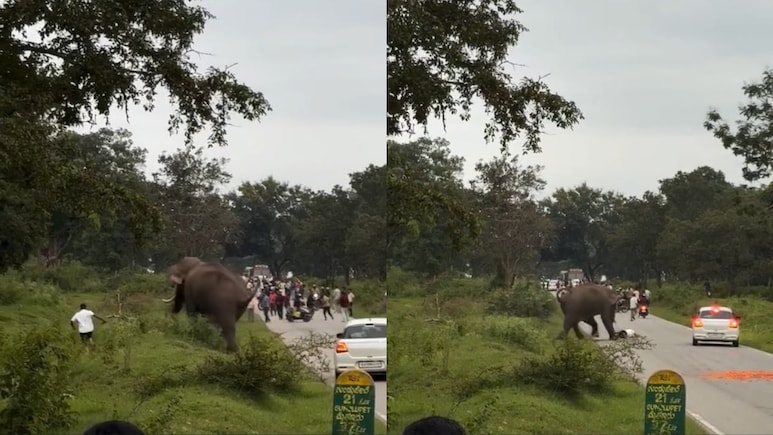 Video: Elephant Startled By Tourist's Camera Flash, Chases And Tramples Him