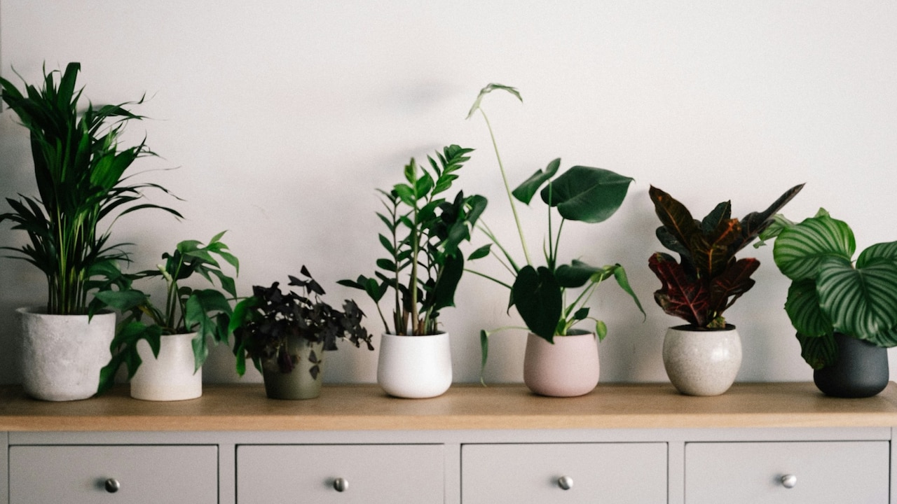 Decorate You Space with Top Indoor Plants To Enhance The Beauty Of Your Home