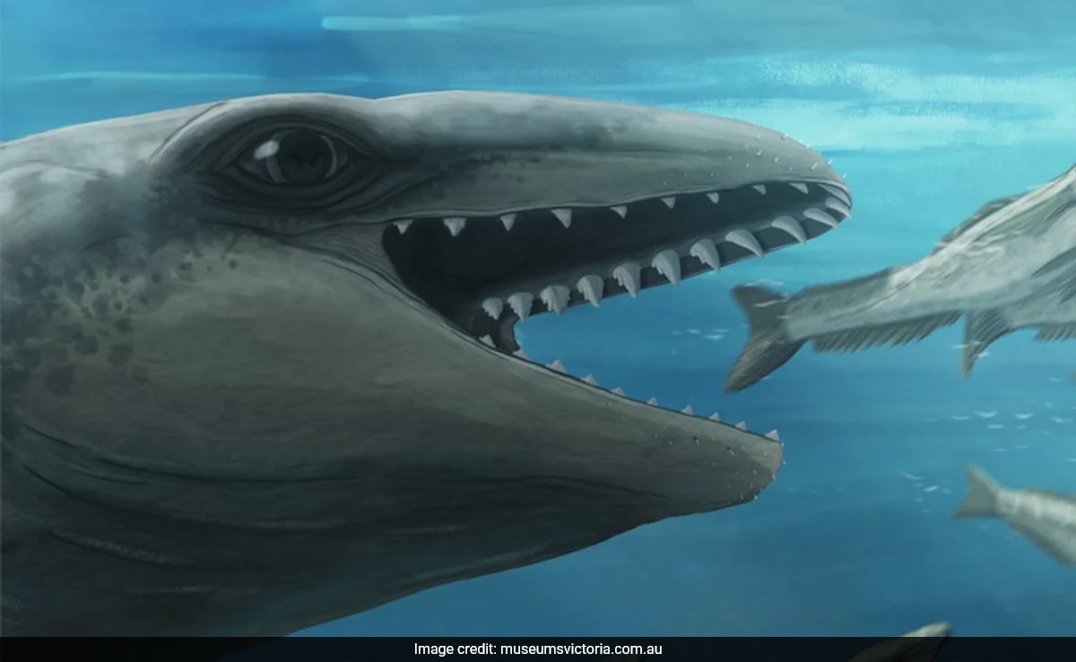 New Whale Species Fossil Found On Australian Beach