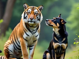 Ranthambore National Park: बाघों की सुरक्षा में तैनात होंगे कुत्ते, रणथंभौर टाइगर रिजर्व में चप्पे-चप्पे की करेंगे निगरानी Ranthambore National Park: बाघों की सुरक्षा में तैनात होंगे कुत्ते, रणथंभौर टाइगर रिजर्व में चप्पे-चप्पे की करेंगे निगरानी