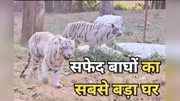 MP News: मुकुंदपुर टाइगर रिजर्व का बदलने वाला है पता, इस जिले के 6 गांवों को रीवा में शामिल करने की तैयारी