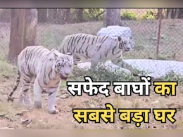MP News: मुकुंदपुर टाइगर रिजर्व का बदलने वाला है पता, इस जिले के 6 गांवों को रीवा में शामिल करने की तैयारी MP News: मुकुंदपुर टाइगर रिजर्व का बदलने वाला है पता, इस जिले के 6 गांवों को रीवा में शामिल करने की तैयारी