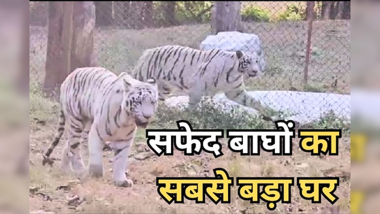 MP News: मुकुंदपुर टाइगर रिजर्व का बदलने वाला है पता, इस जिले के 6 गांवों को रीवा में शामिल करने की तैयारी MP News: मुकुंदपुर टाइगर रिजर्व का बदलने वाला है पता, इस जिले के 6 गांवों को रीवा में शामिल करने की तैयारी
