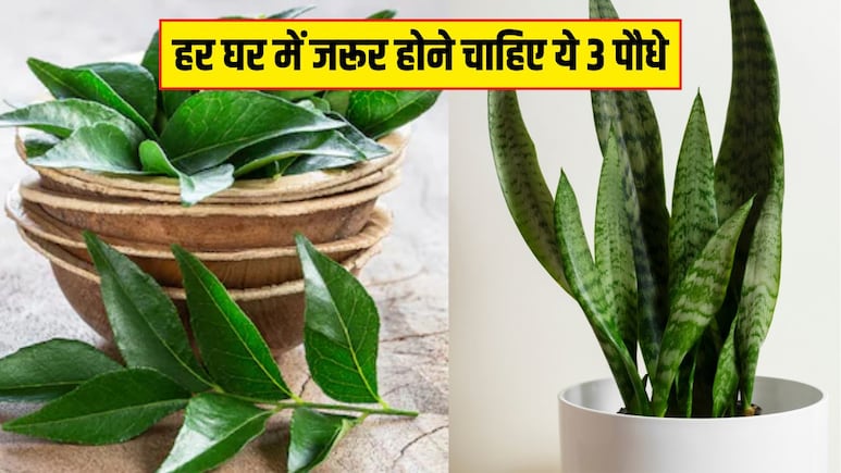 हर घर में जरूर होने चाहिए ये 3 पौधे, न्यूट्रिशनिस्ट ने बताया बड़ी-बड़ी बीमारियां आसपान भी नहीं भटकेंगी